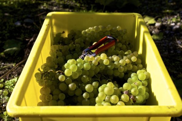  Die Weinlese muss bei sonnigem Wetter durchgeführt werden.