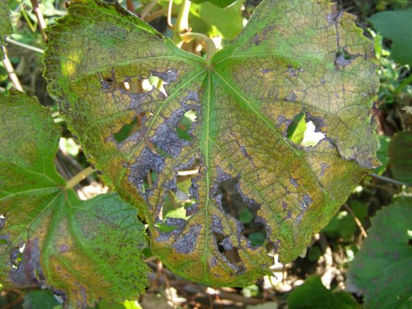  Alternaria auf Weinblättern