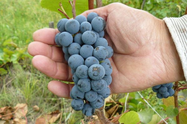  Beeren einer Sorte besitzen einen ausgezeichneten Geschmack