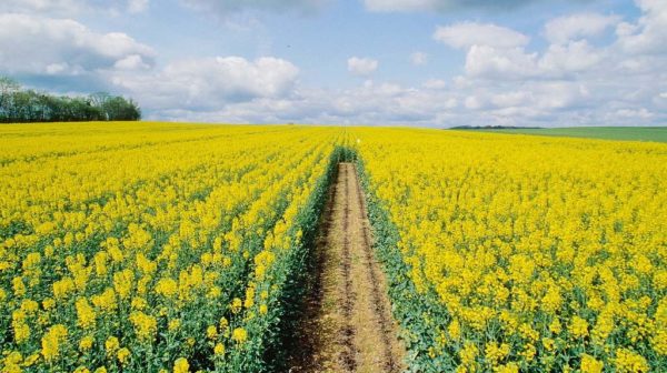  Canola als Siderat wird oft auf Feldern gepflanzt