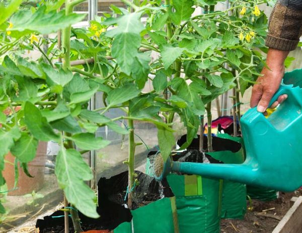  Arrosage après la transplantation de tomates