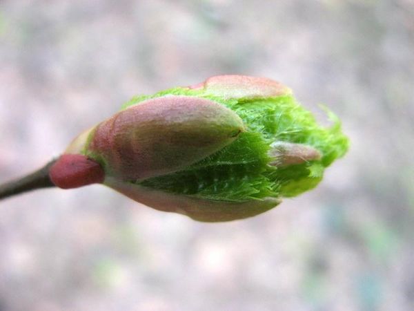  Im Frühling führt Stickstoff zur Sättigung junger Stiele und Knospen.