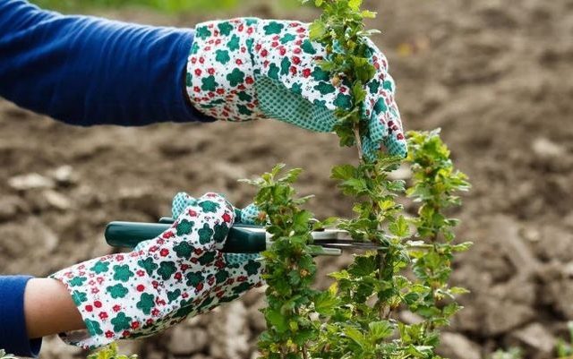  Stachelbeere Herbst Pflege Pruning Top Dressing