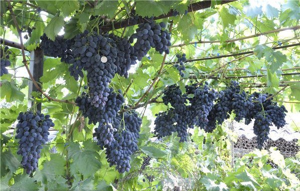  Ernte Nadezhda Azos kann von August bis zum Frost gesammelt werden