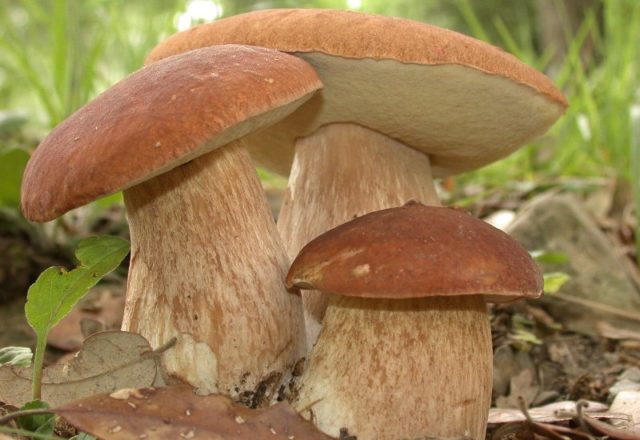  comment faire pousser des champignons blancs dans le pays