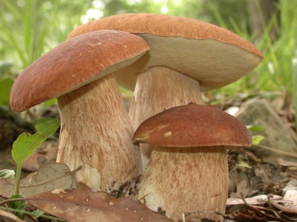  comment faire pousser des champignons blancs dans le pays