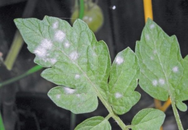  Tache blanche sur les plants de tomates