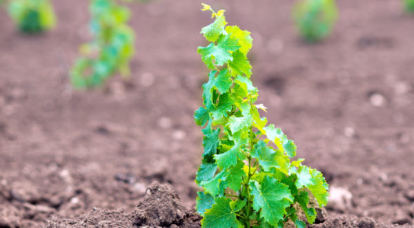  Jeunes plants de vigne greffés en pleine terre