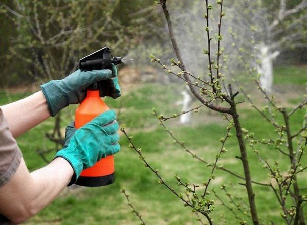  Acide borique pour les plantes