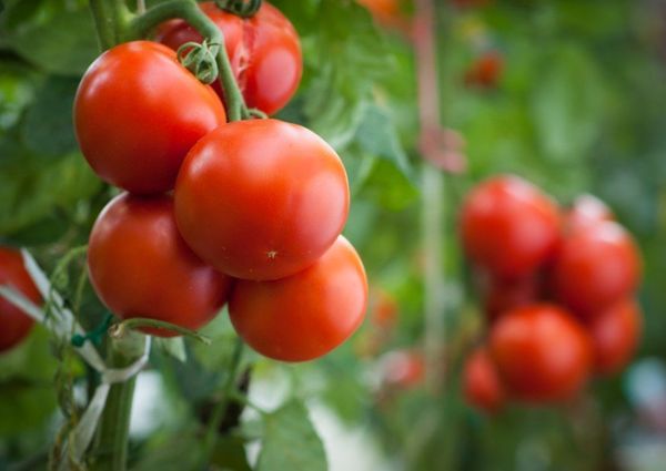  Bei Verwendung von Borsäure erhöht sich die Ausbeute an Tomaten um ein Drittel