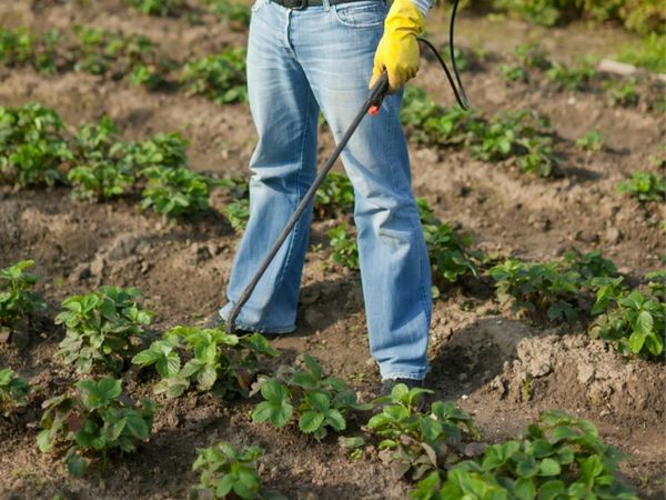  Nourrir les fraises avec de l'acide borique augmente la résistance aux maladies et aux ravageurs.