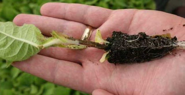  Jambe noire sur des plants de tomates