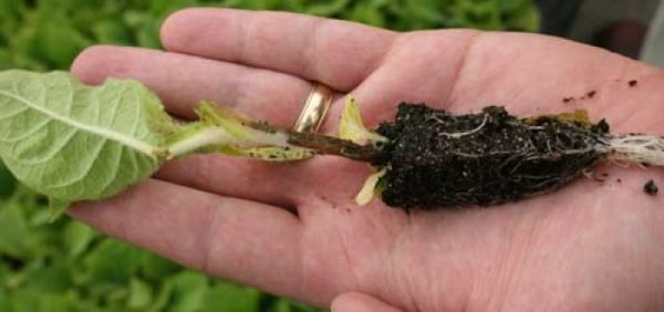  Jambe noire sur des plants de tomates