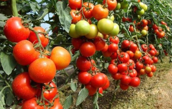  Erhöhter Ertrag von mit Kaliumsulfat befruchteten Tomaten