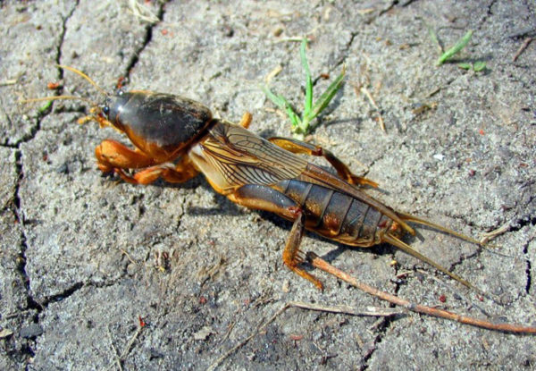  Es sieht aus wie eine erwachsene Person des Gartenparasiten - der Bär