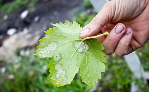  Feuille de mildiou