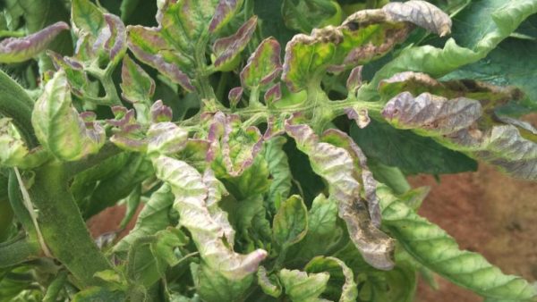  Lancé tardif sur les tomates