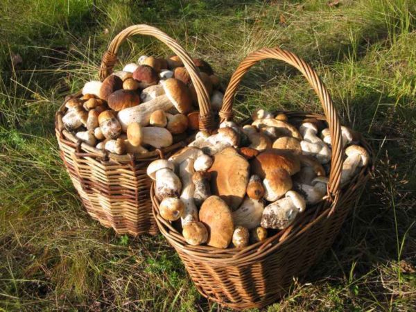  Beim Anbau von weißen Pilzen aus dem Myzel kann eine beeindruckende Ernte erfolgen