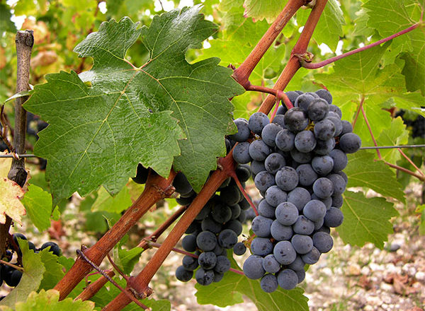  Cabernet-Sauvignon-Trauben