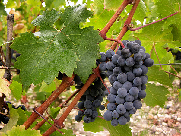  Cabernet-Sauvignon-Trauben