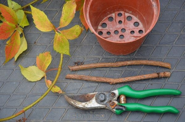  Pour la plantation, il est préférable d'utiliser des boutures de 3 à 5 boutons.