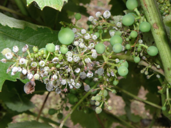  Oidium auf Trauben