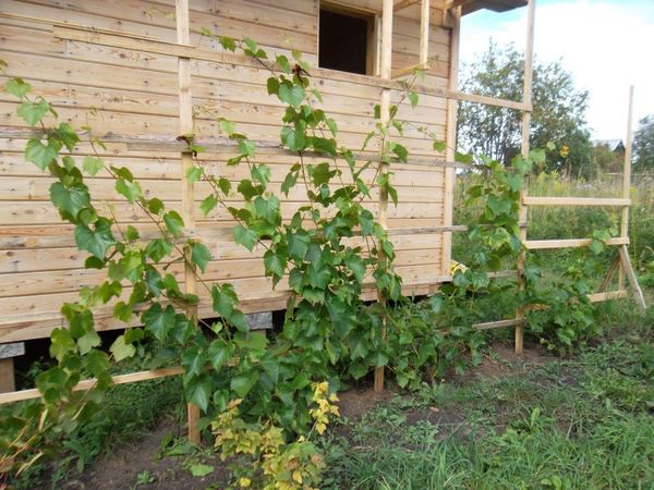  Mädchenhafte Trauben wachsen am besten auf sandigem Boden