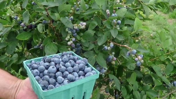  Pour que les bleuets produisent une bonne récolte, il faut qu'elle soit fertilisée.