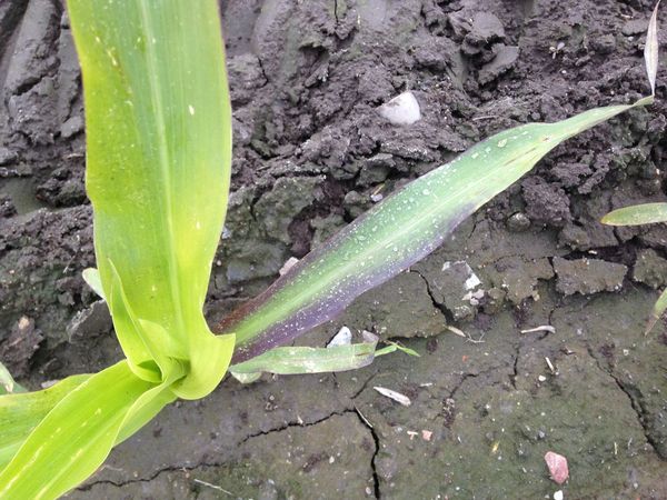  Zeichen für Phosphatmangel bei Maiskeimen