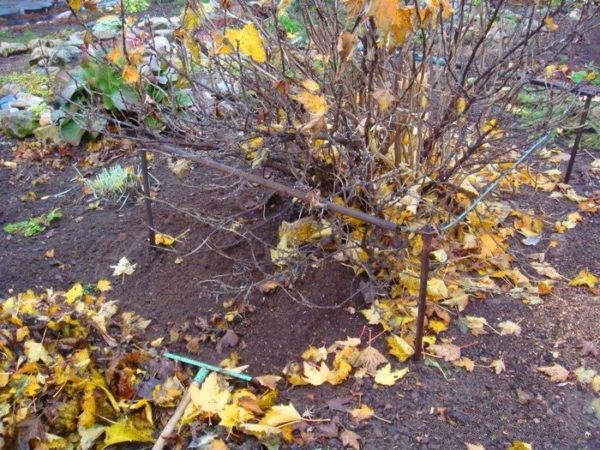  Im Herbst müssen Sie mit der Müllreinigung beginnen