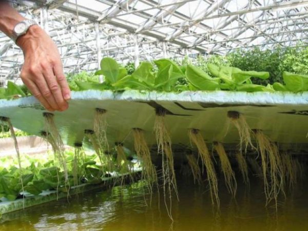  Hydroponische Lösung für den Pflanzenanbau