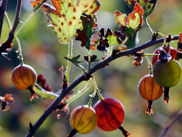  Im Herbst brauchen Stachelbeeren die Pflege vor dem Winter