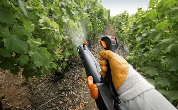  Hope AZOS ist resistent gegen Pilzkrankheiten, es ist jedoch eine Behandlung erforderlich, um dies zu verhindern