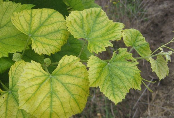  Chlorose der Trauben