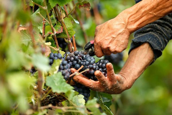  Es ist wichtig, die Trauben vor dem ersten Frost zu ernten.