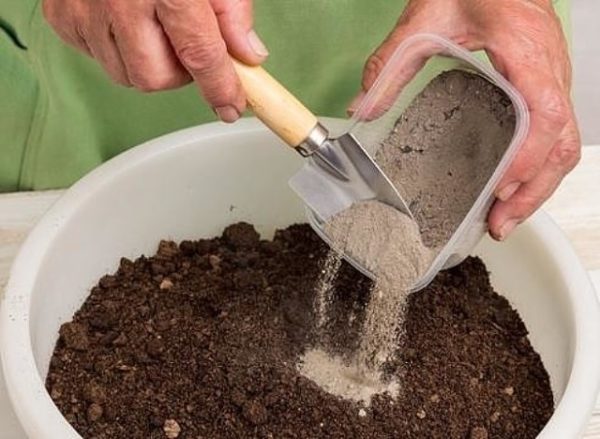  Les cendres peuvent être mélangées à la terre puis dispersées autour des arbres.