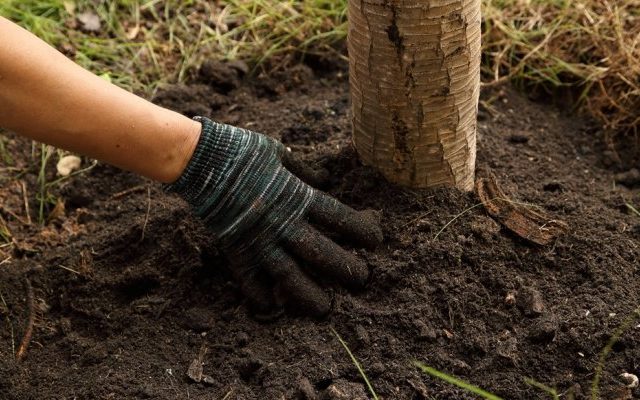  alimentation des arbres fruitiers en automne