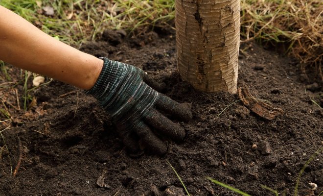  Fütterung von Obstbäumen im Herbst