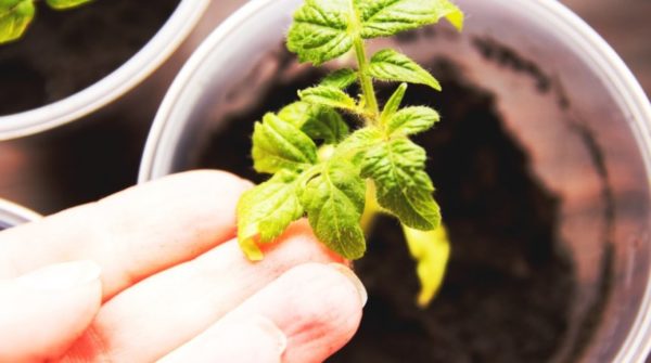  Les feuilles jaunes de tomates se bouchent