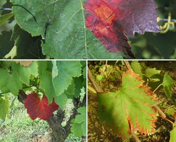  Options de feuille de vigne de rubéole