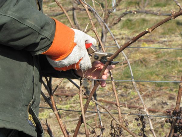  Herbst Weinberg beschneiden