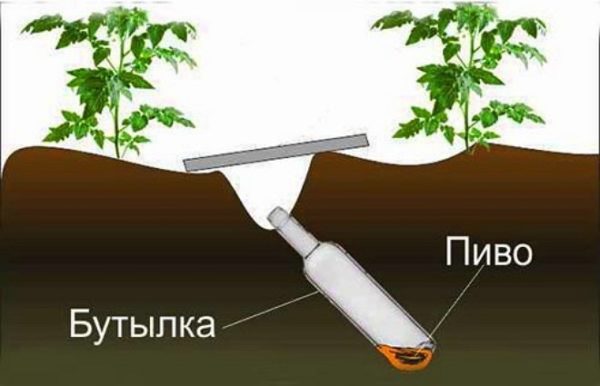  Scheme lutte avec Medvedka