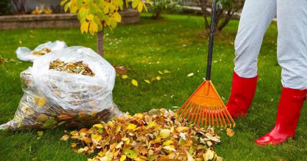  compost de feuilles d'arbres dans des sacs