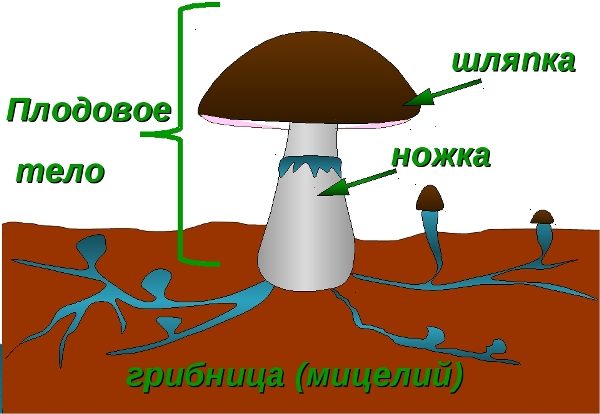  Hut-Pilz-Struktur