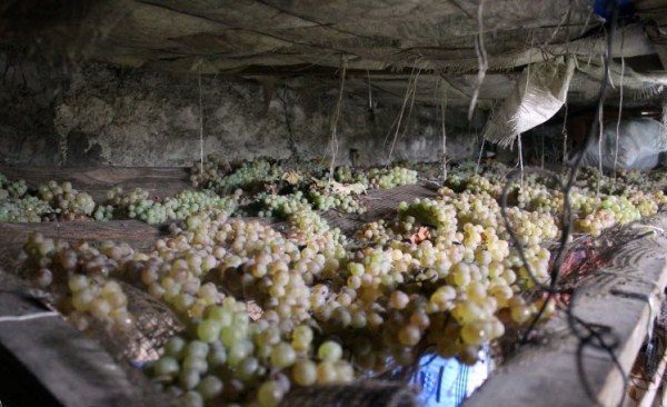  Lagerung der Trauben im Keller