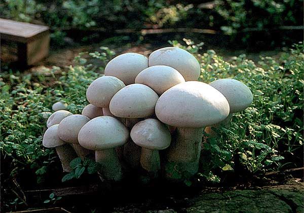  Champignons können im Keller oder auf den offenen Betten wachsen