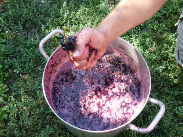  Die Möglichkeit, Rotwein aus Lidiya herzustellen