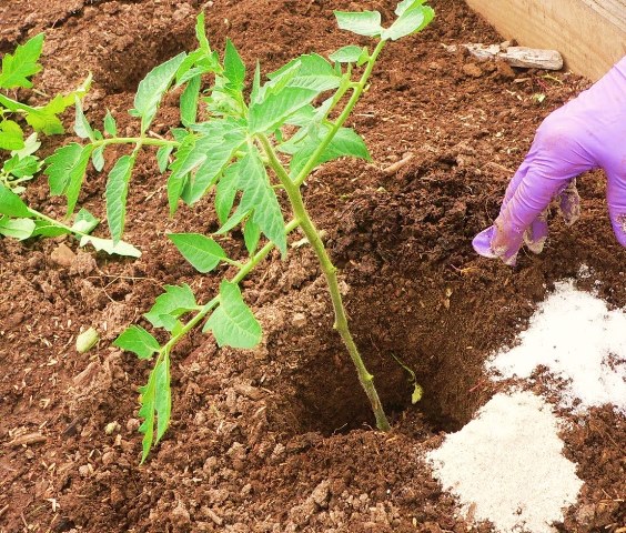  Dünger von Tomatensämlingen mit Kaliumsulfat