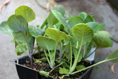  Une fois que les jeunes plants ont poussé et poussé, ils sont repiqués dans le sol à un endroit permanent.