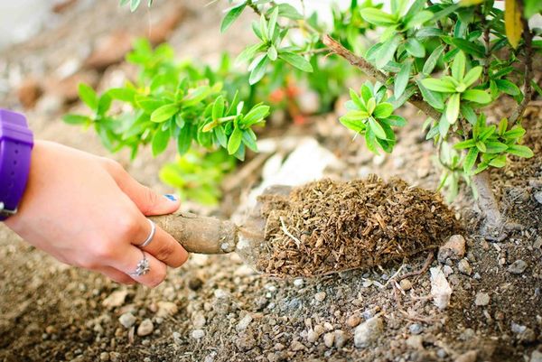  Nahezu alle Gartenanpflanzungen reagieren günstig auf die Einleitung von Dung